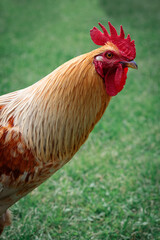 Rooster portrait with a large red comb