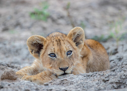 Lion Cub Portrait