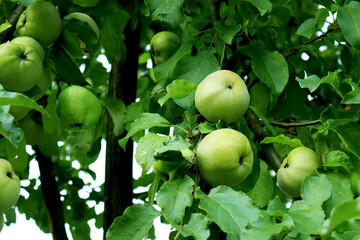 organic farm, farming and harvesting concept. Green apples hanging from a tree branch in an orchard, close up