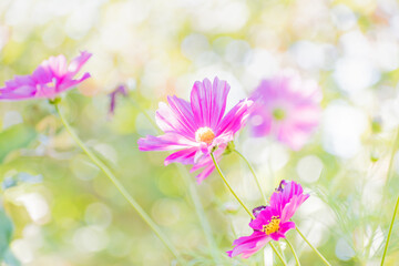 Fototapeta na wymiar Pink flowers on soft background