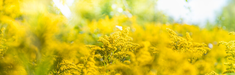 Beautiful panoramic scenery with yellow flowers and bokeh background