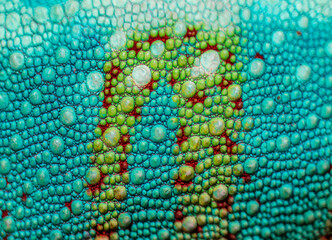 Scales of Panther chameleon (Furcifer pardalis). © Ana Dracaena