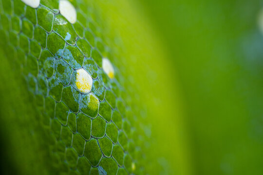 Green Tree Python (Morelia viridis) skin close up.
Macro photo of the scales of a snake.