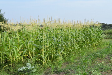 Corn Plants in a Garden