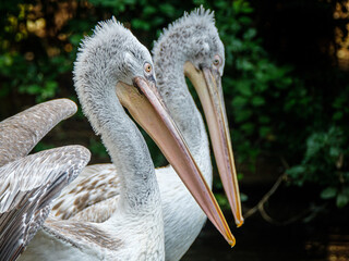 A close up of a Dalmatian Pelican, Pelecanus crispus, with a second one in soft focus behind in the same position against a dark background