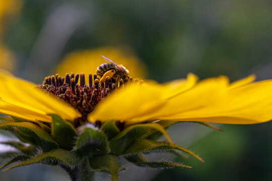 Close Up Side View of Bee Covered in Pollen on Sunflower
