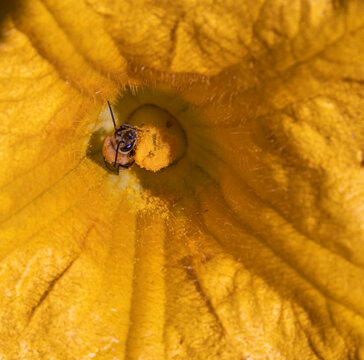 Bee Dotted with Pollen Inside Yellow Zucchini Flower
