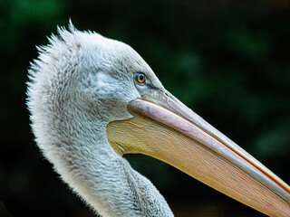 A close up of a Dalmatian Pelican, Pelecanus crispus, looking with a beautiful clear eye, against a dark background