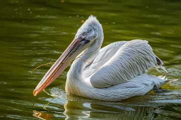 A close up of swimming a Dalmatian Pelican, Pelecanus crispus, with a branch in its beak and its reflection in rippling water