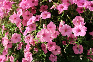 pink flowers in the garden