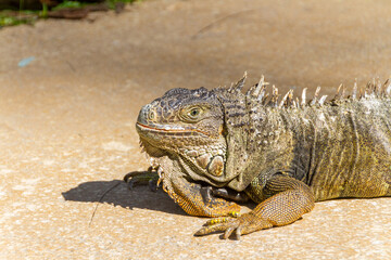 outdoor iguana in Rio de Janeiro.