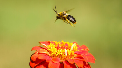 bee, flying, 
