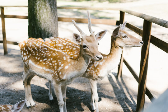 Spotted deer pasturing together in zoo