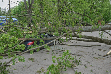a tree that fell on the car, a tree that collapsed and was carried away by bad weather crushed the...