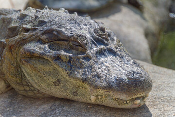Yellow Chat Alligator Outdoors in Rio de Janeiro.