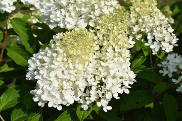 White Flower