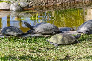 Obraz premium turtle outdoors in Rio de Janeiro.