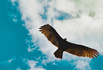 eagle in flight