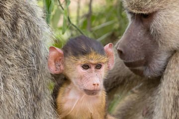 Yellow baboons