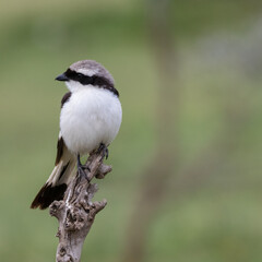 Grey-backed shrike
