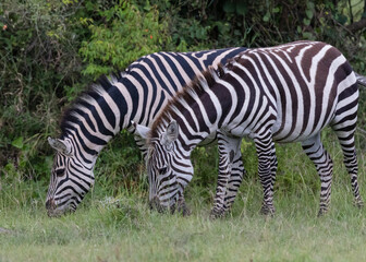 Two zebras
