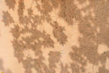 The shadow of the tree leaves on the old beige wall.