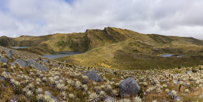Frailejones, endemic flowers of the paramo of south america, the Lagunas de Siecha, P&aacute;ramo de Chingaza, Colombia.