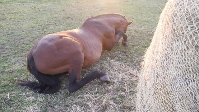 A horse lying in a pasture, rubbing against the grass due to insects biting it. 