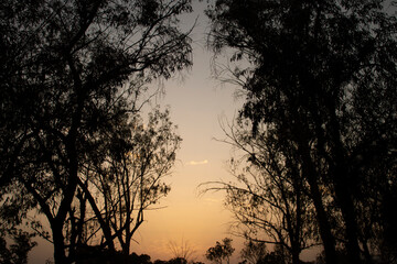 Sunset in the forest.Sunset in the forest. Sunset and trees.Silhouette trees. Dusk sky. Forest trees. Orange sky during sunset.