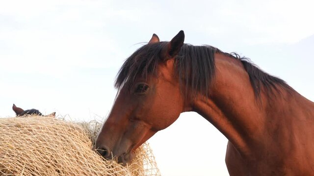 Horse eating hay from a special hay net. Slow feeder hay nets allows horses to eat as they do in nature, because  horse must be encouraged to nibble and move. 