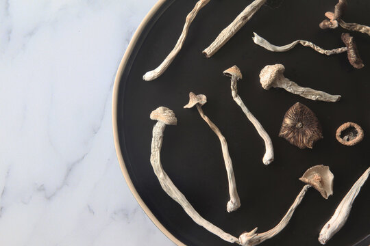 Psilocybin Mushrooms
