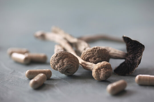 Psilocybin Mushrooms