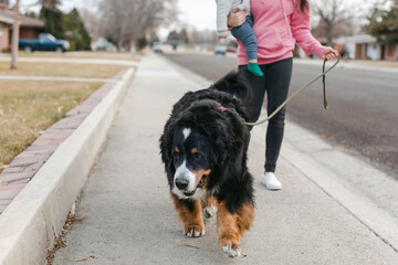 A Dog Going for a Walk