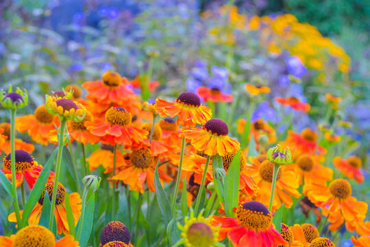 Gelenium is a bright, simple and very beautiful flower from the Asteraceae family.