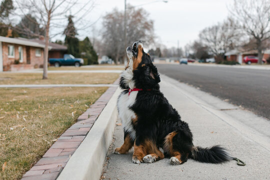 Howling Dog on Sidewalk