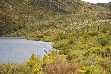 Fototapeta na wymiar Frailejones, endemic flowers of the paramo of south america, the Lagunas of Siecha, Páramo de Chingaza, Colombia.