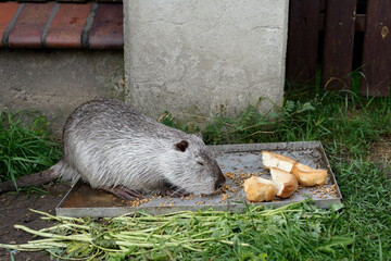 Wild coypu eat grain and bread