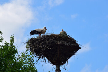 Two storks made a large nest on a pillar against the blue sky