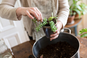 Woman's hands planting succulent in small pot