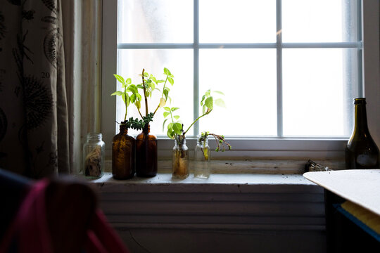 Plant cuttings in glass bottles on a windowsill