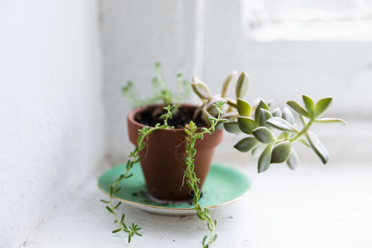 Small succulents on a windowsill in a tiny pot