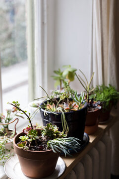 Houeplants sitting on a radiator in front of a window