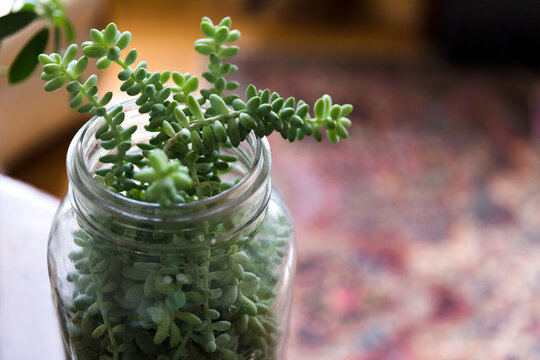Close up of green succulents growing out of a glass jar