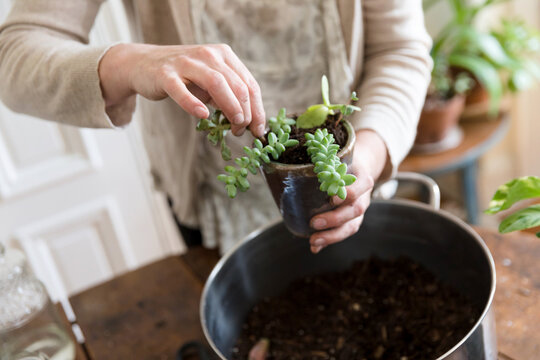 Woman's Hands Planting Succulent In Small Pot