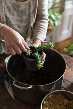 Woman plants cuttings into new soil and small pot
