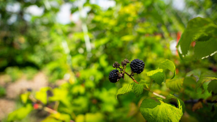 Rubus in the garden on a blurred background
