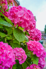Hydrangea - flowering plant that belongs to the hydrangea family.