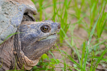 Close up of an old Snapping Turtle