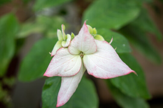 Selective focus shot of a blooming Mussaenda philippica flower