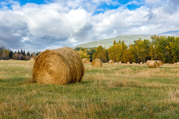 Large round hay bale in autumn on a farmer's field with an abundance of white clouds in the...